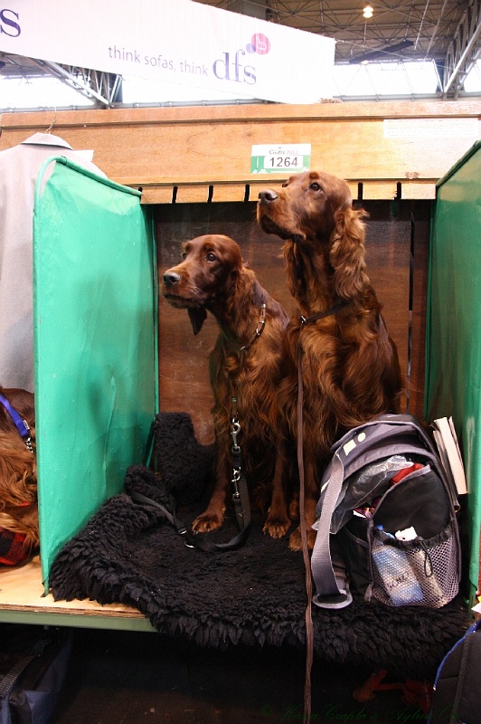 Crufts2011 240.jpg